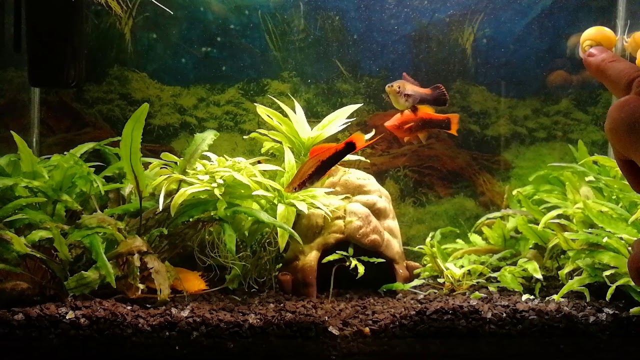 Аквариум 50 литров. Часть 1.