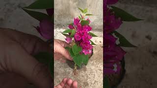 Growing bougainvillea flowers is very simple and produces strong roots