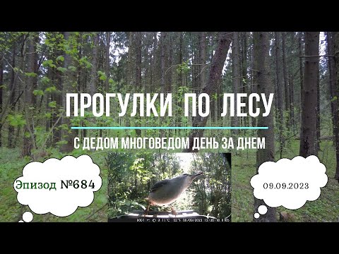 Прогулки по лесу. День за днем с дедом Многоведом. 9 сентября 2023г. Эпизод 684.