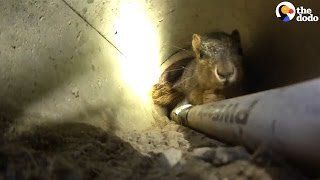 Rescuers Save Squirrel Trapped In A Pipe | The Dodo