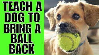 How To TEACH A Dog To Bring The Ball Back (EASY) by Cocker Spaniel World 807 views 1 month ago 2 minutes, 46 seconds