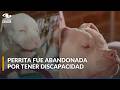 La tierna historia de Frida, la perrita que fue abandonada en la basura por nacer ciega y sorda