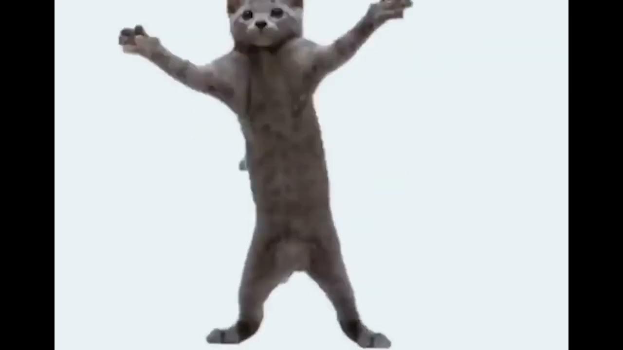 Коты танцуют. Кошка танцует песни. Танцующий кот. Кошка танцует песни. Коты танцуют.