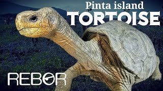 Rebor Grab N Go Lonesome George, the Pinta Island Tortoise Review!!!