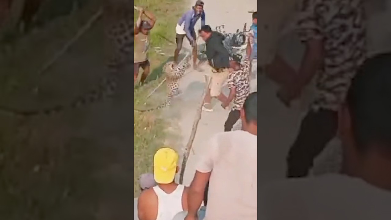 Leopard vs Village! Full video on our channel!