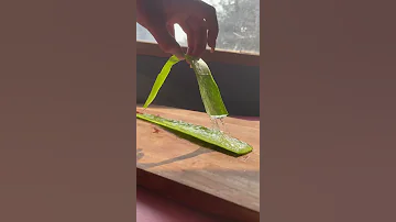 Make PURE Aloe Vera Gel At HOME With NO CHEMICALS Shorts 