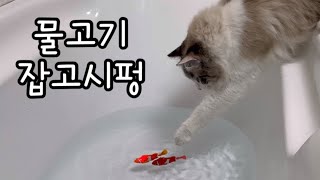 물고기 잡다 입터진 고양이 | 성깔있는 고양이 | 새랑 놀고 싶펑 by 무무네 일상 1,210 views 9 months ago 8 minutes, 6 seconds