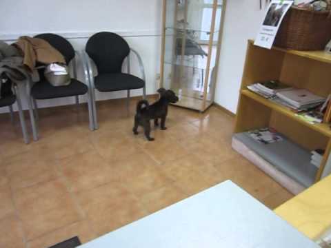 Video: Sådan åbnes En Hundesalon