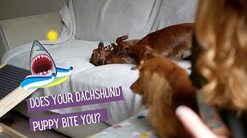 How to stop your dachshund puppy biting you!