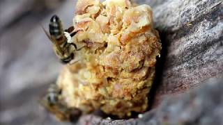 Vorm Flugloch - Bienen Höseln Wachs