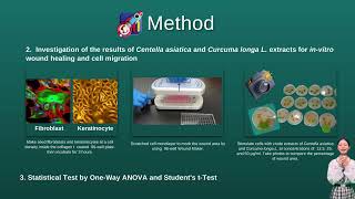 Centella asiatica and Curcuma longa L. solution promote wound healing in in-vitro wound model