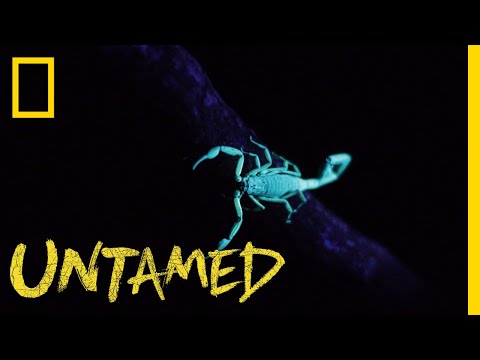 This Scorpion Has