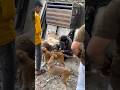 Small act of Kindness matters 🙌🏻 #waheguru #dogshorts #dog #dogfeeding #fyp #ytshorts #humanity
