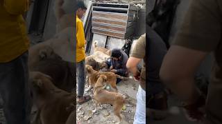 Small act of Kindness matters 🙌🏻 #waheguru #dogshorts #dog #dogfeeding #fyp #ytshorts #humanity