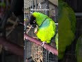 Nanday Conure Funny Parrot Videos Would You Be My Friend
