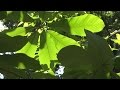 国立科学博物館・筑波実験植物園 の動画、YouTube動画。