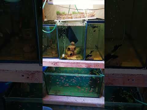 Важно! Не делайте этого в период лечения рыбок! #aquarium #аквариум #betta #лайфхаки #обзор #guppy