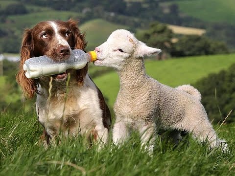 Kuzuya Süt İçiren Köpek & Dog Lamb milk drink