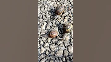 Как избавиться от слизней и улиток на капусте?🐌