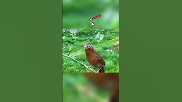 Thumbnail of Chinese Hwamel Song, Melodious Laughingthrush Call