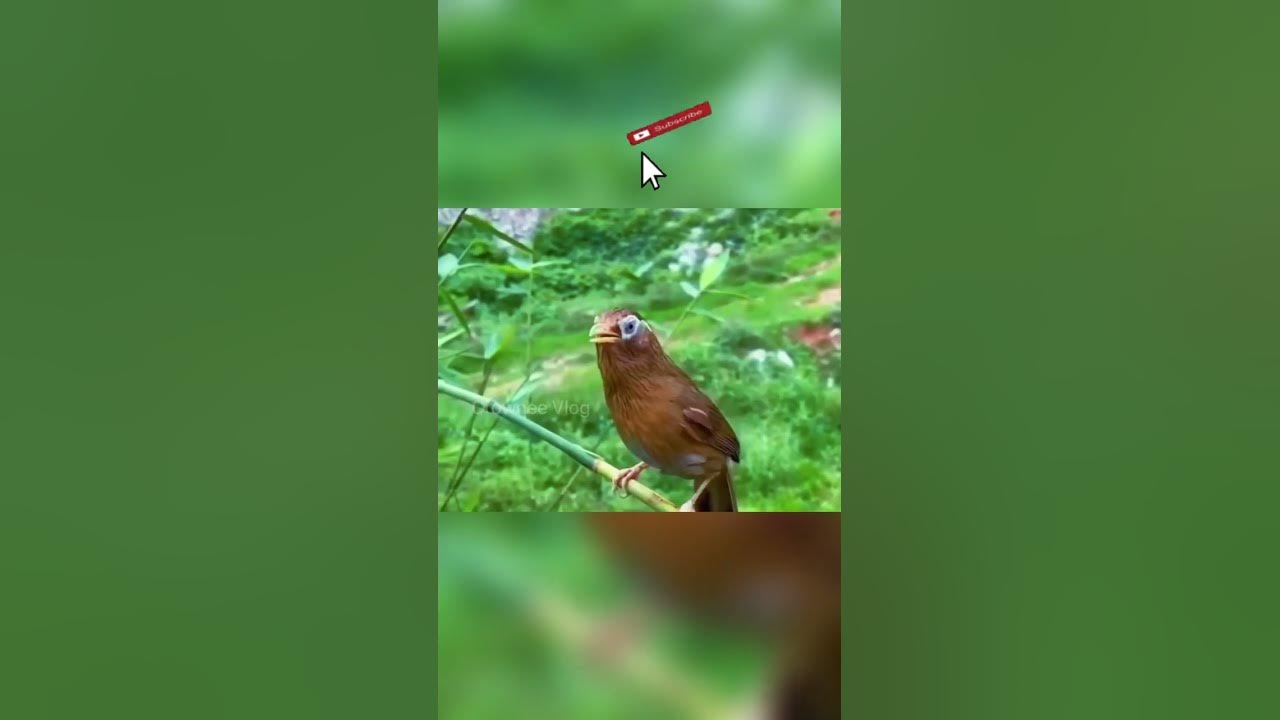 Chinese Hwamel Song, Melodious Laughingthrush Call