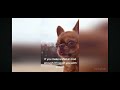 Приколы с животными. #смех #смешно #смешныевидео #юмор #анекдоты #прикол #приколы #животные