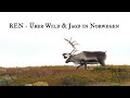 Ren  ber wild und jagd in norwegen