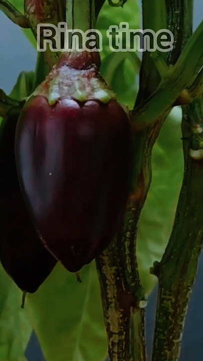 time lapse benih paprika ungu #timelapse #tanaman #paprika