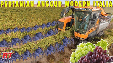 Begini proses pertanian Anggur Modern di Italia untuk produksi Wine