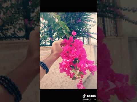 رح افرش هل ارض ورود