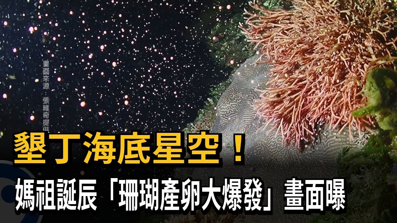 Kenting's underwater starry sky! A massive coral spawning