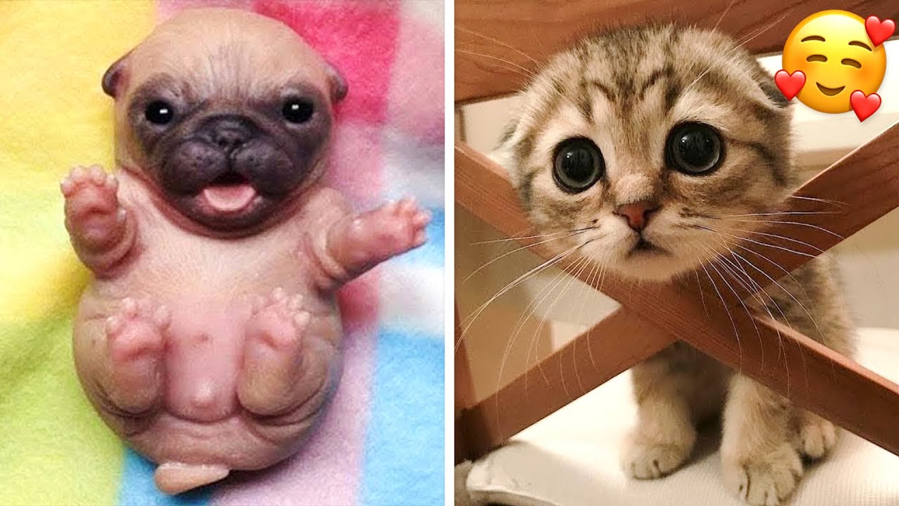 Adorable photos of very cute cats and dogs that will make you smile