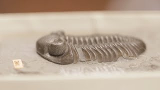 Niles Eldredge: Trilobites and Punctuated Equilibria