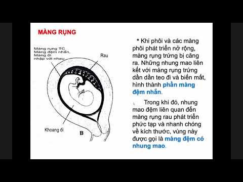 Video: Thuật ngữ nào mô tả lớp màng mỏng bên ngoài bao bọc phôi?