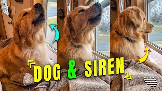 Golden Retriever Howling to a Siren