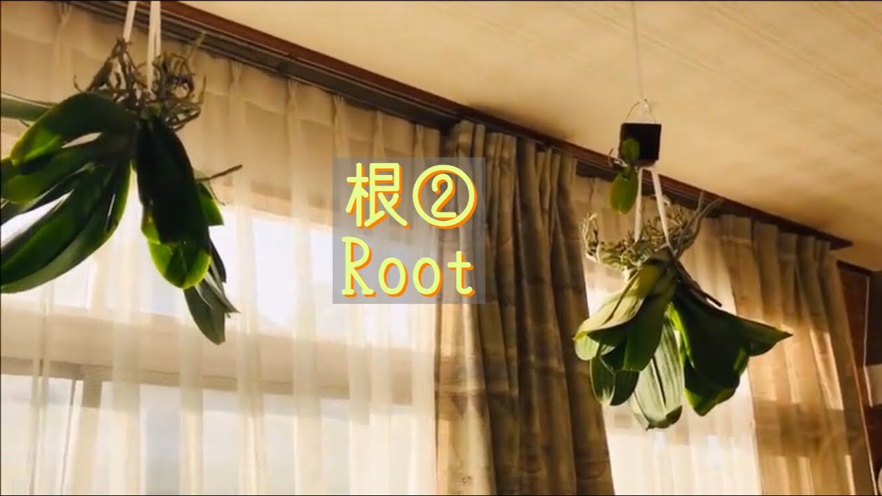 根 Root 根を7日 10日間くらい乾かした胡蝶蘭 花芽の出ている 場所 形 などを説明しています Youtube