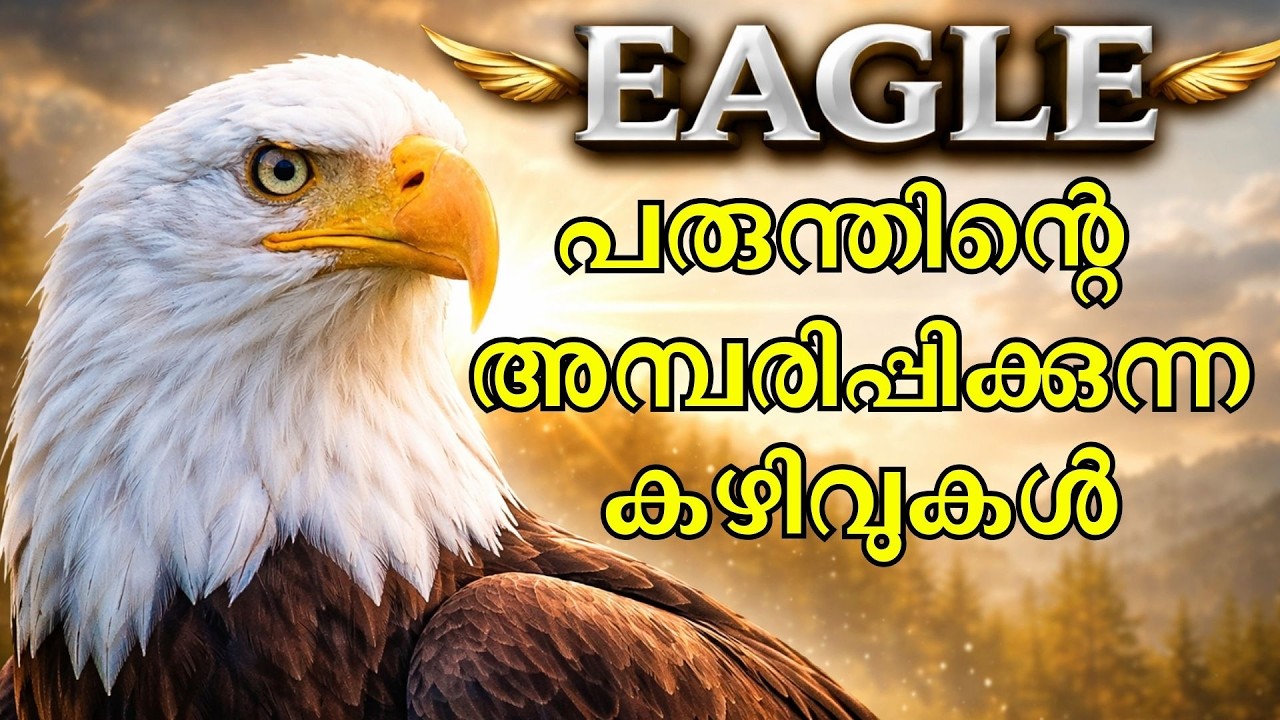 പരുന്തിന്റെ അമ്പരിപ്പിക്കുന്ന  കഴിവുകൾ