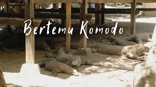 Story 22 Bertemu Komodo Komodo Teman Baikku