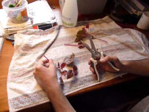 Propagation Iresine Herbstii