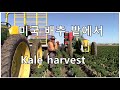 미국 배추밭 작물 수확. Kale field harvest.