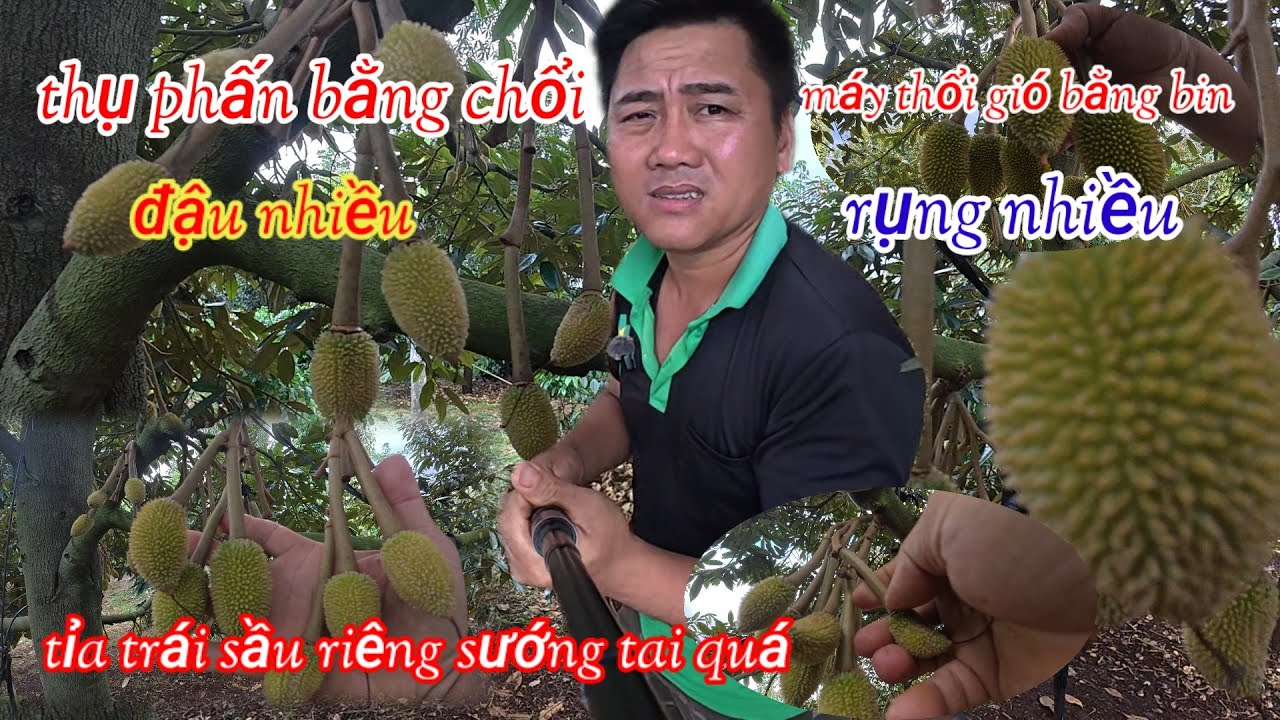 thụ phấn bằng chổi đậu nhiều hơn thụ phấn máy thổi gió tỉa trái sướng tai quá/#saurieng