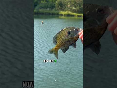 Bluegill Or Sunfish?