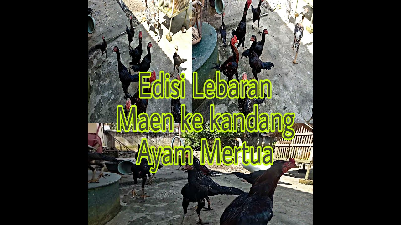 Ternak Ayam Bangkok dan Birma spesial umbaran 