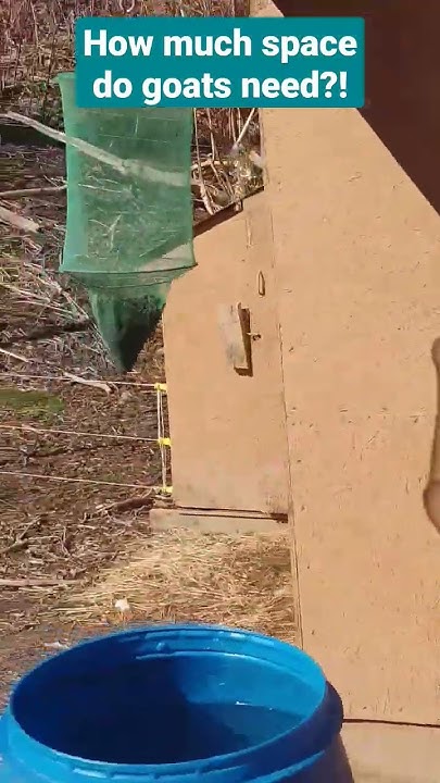 how-much-space-do-goats-need-shorts-youtube