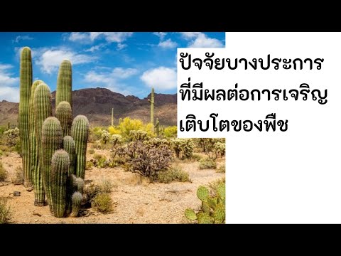 ปัจจัยที่ส่งผลต่อการเจริญเติบโตของพืช : ปัจจัยภายใน (วิทยาศาสตร์ชีวภาพ)