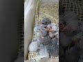 Persistence is victory. Hand-raised parrots.