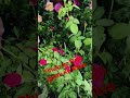 phulo Raja gulab nursery of Dhanbad ♥️♥️#viral #reels #trending