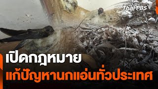 เปิดกฎหมาย แก้ปัญหานกแอ่นทั่วประเทศ | สถานีร้องเรียน | 9 เม.ย. 67