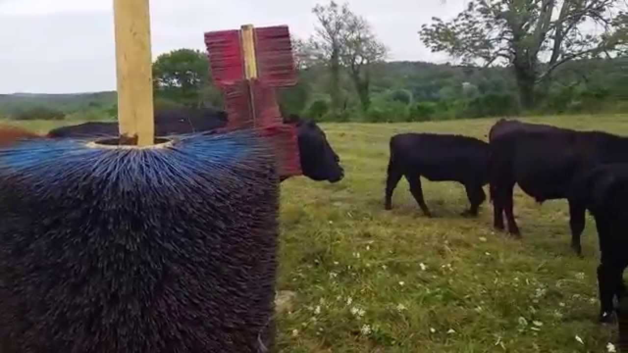 Cow scratch fever YouTube