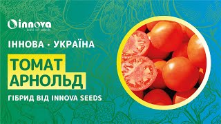 Огляд насіння томатів Арнольд INX 1577 F1 від Innova Seeds